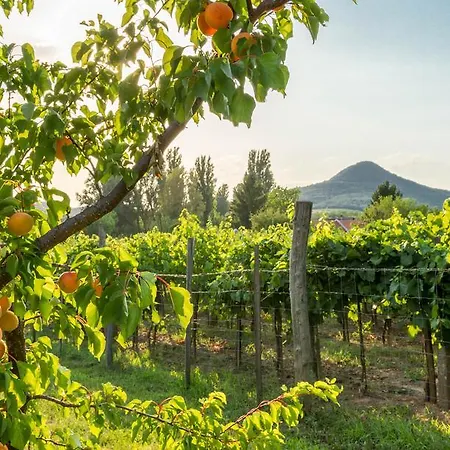 Hajnalka * Badacsonytomaj