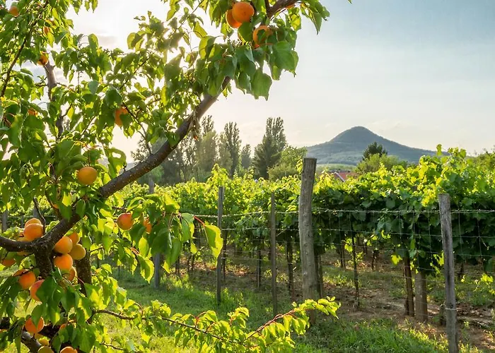 Hajnalka * Badacsonytomaj